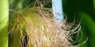 Công dụng kỳ diệu của râu ngô theo y học Trung Quốc