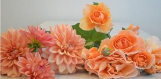 Cách cắm hoa thược dược và hoa hồng để bàn đẹp