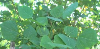 Điểm danh những loại rau có tác dụng như thuốc an thần