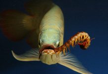 Hướng dẫn cách bảo dưỡng và chăm sóc cá rồng (P1)