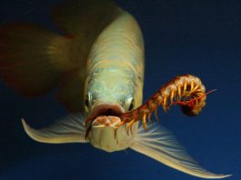 Hướng dẫn cách bảo dưỡng và chăm sóc cá rồng (P1)