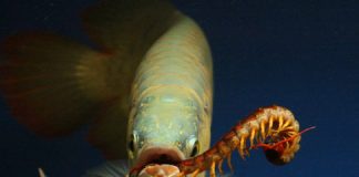 Hướng dẫn cách bảo dưỡng và chăm sóc cá rồng (P1)