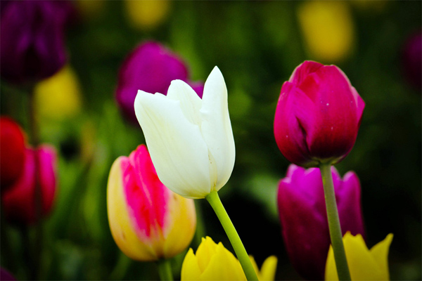 Đến Hà Lan ngắm hoa tulip khoe sắc rực rỡ
