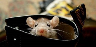 Xem tử vi thứ Hai ngày 14/3/2016 cho 12 con giáp