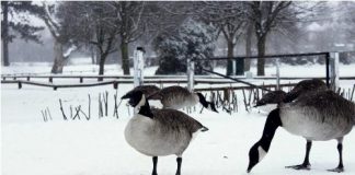 Mùa đông đến Birmingham ngắm tuyết trắng