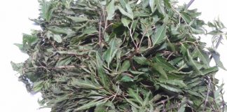 Cách làm gối lá đinh lăng cho bé ngủ ngon sâu giấc