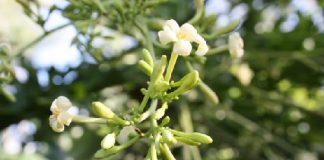 Bài thuốc, món ăn trị viêm phế quản cấp tính