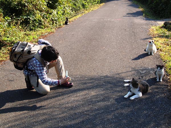 Ngỡ ngàng vương đảo Mèo Nhật Bản