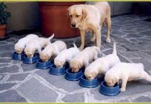 Chia sẻ cách ghép đàn chó, mèo sơ sinh Chia sẻ cách ghép đàn chó, mèo sơ sinh