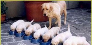 Chia sẻ cách ghép đàn chó, mèo sơ sinh