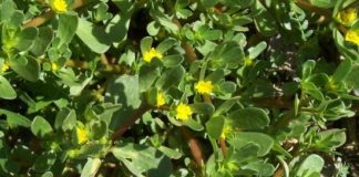 5 công dụng tuyệt vời của rau sam