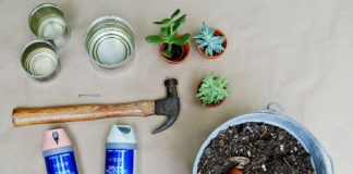 Làm đẹp nhà bằng cách trồng cây trong lon sữa bò