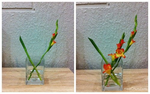 Hướng dẫn 3 cách cắm hoa lay ơn đơn giản đẹp nhà