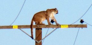 Chết cười sư tử hoảng sợ trèo tót lên cột điện