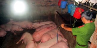 Kinh hoàng 4 loại thịt lợn bẩn bạn vẫn ăn hàng ngày1