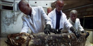 Loài cá 'hồi sinh' to như người, hít thở nhờ phổi