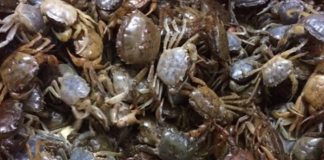 Chế biến cua đồng sai cách gây nguy hiểm cho sức khỏe