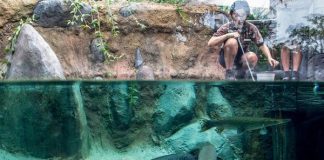 Tham quan thủy cung lớn nhất thế giới