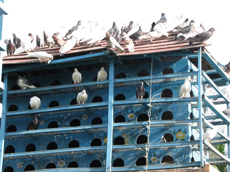 Cách nuôi chim bồ câu nhốt đạt năng suất kinh tế cao