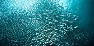 Vì sao Philippines hấp dẫn du khách?