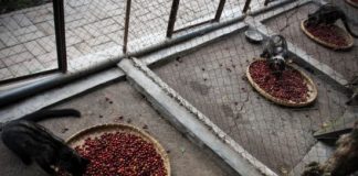 Sự thật chưa biết về cà phê phân chồn