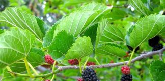 Làm trắng da với các nguyên liệu 100% tự nhiên 1