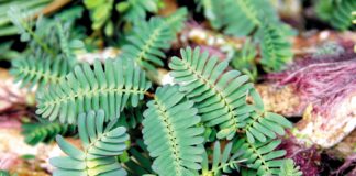  Trị bách bệnh với các món ăn từ rau rút - 1