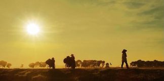 Truyện ngắn: Nắng hanh vàng