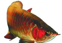 Làm sao để phân biệt các loại cá rồng (P1)