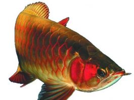 Làm sao để phân biệt các loại cá rồng (P1)