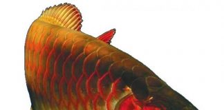 Làm sao để phân biệt các loại cá rồng (P1)