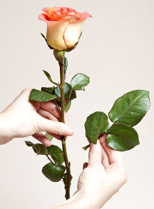 Cách cắm hoa Valentine đơn giản tặng người ấy của bạn