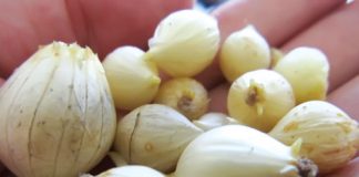 Củ nén có tác dụng gì trong cuộc sống hàng ngày 1