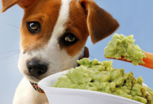 Không nên cho chó ăn gì theo kinh nghiệm của người sành