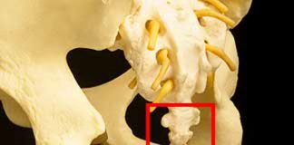 8 bộ phận trên cơ thể người không thực sự cần thiết