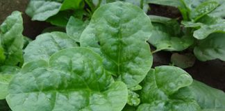 6 tác hại không ngờ của rau mùng tơi với sức khỏe-1