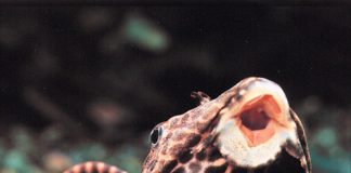 Mẹo vệ sinh bể cá cảnh sạch và đẹp