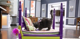 7 cách làm giường home-made độc đáo cho thú cưng