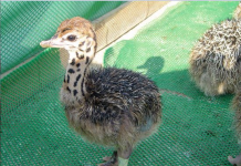 Hướng dẫn kỹ thuật nuôi đà điểu con