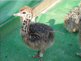 Hướng dẫn kỹ thuật nuôi đà điểu con