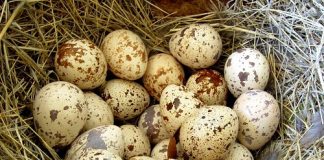 Kỹ thuật nuôi chim cút đẻ trứng cho năng suất cao