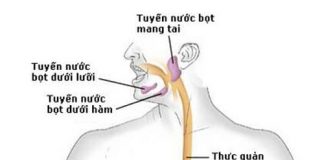 Tất tần tật những điều cần biết về hệ thống tiêu hóa của bạn 1
