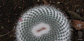 Trồng xương rồng trên ban công