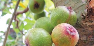 Tác dụng chữa bệnh từ quả sung