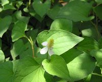 Hướng dẫn trị mụn trứng cá bằng rau củ quả