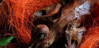 Cách làm món chim tần hạt sen ngon bổ dưỡng