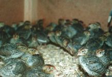 Kỹ thuật nuôi chim cút con mau lớn, khỏe mạnh