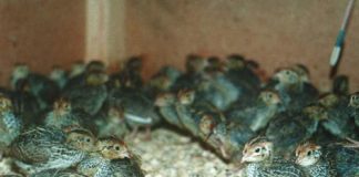 Kỹ thuật nuôi chim cút con mau lớn, khỏe mạnh