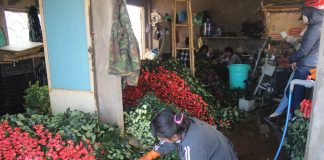 Cận ngày lễ tình nhân, hoa Đà Lạt "cháy hàng"