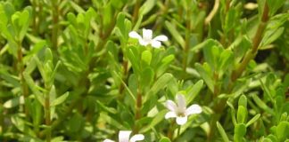 Những công dụng trị bệnh của rau đắng mà bạn nên biết